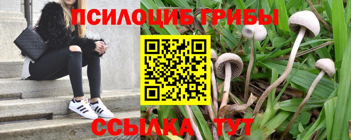 Галлюциногенные грибы Psilocybine cubensis  Вход с VPN  Вологда 